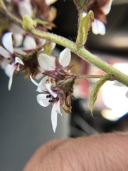 Boykinia richardsonii