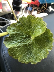 Boykinia richardsonii