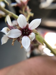 Boykinia richardsonii