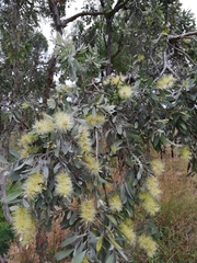 Melaleuca leucadendra