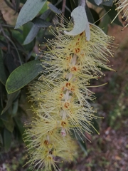 Melaleuca leucadendra