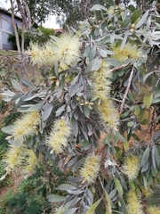 Melaleuca leucadendra