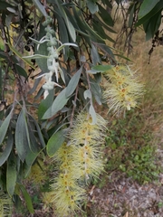 Melaleuca leucadendra