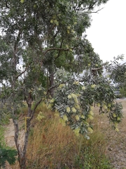 Melaleuca leucadendra