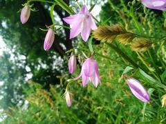 Campanula rapunculoides