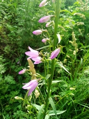 Campanula rapunculoides