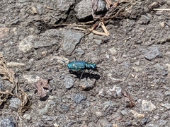 Cicindela depressula