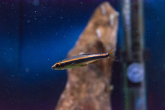 Pteronotropis metallicus