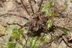 Forsteropsalis inconstans