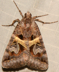 Drasteria grandirena