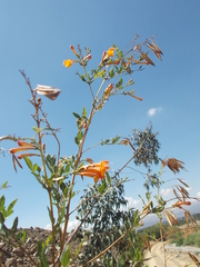 Tecoma fulva garrocha