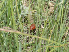 Plestiodon gilberti gilberti