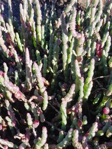 Image of Salicornia blackiana by (c) Yoav Daniel Bar-Ness, some rights reserved (CC BY)
