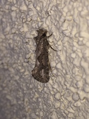 Acrolophus variabilis