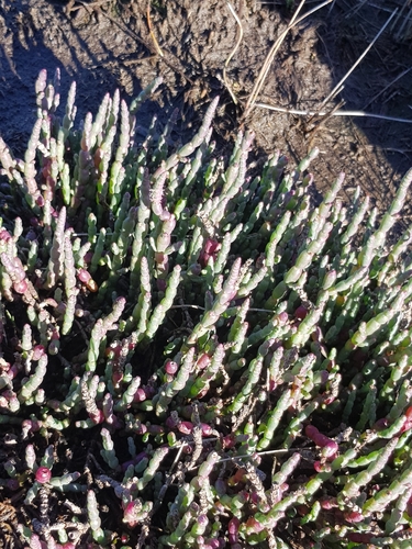 Image of Thick-Head Glasswort (Salicornia blackiana) by (c) Yoav Daniel Bar-Ness, some rights reserved (CC BY)