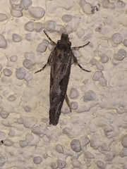 Acrolophus variabilis