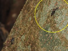 Toxorhynchites splendens