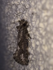 Acrolophus variabilis