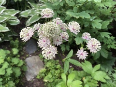 Astrantia