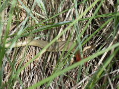 Plestiodon gilberti gilberti