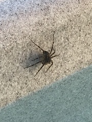 Dolomedes scriptus
