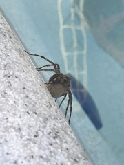 Dolomedes scriptus