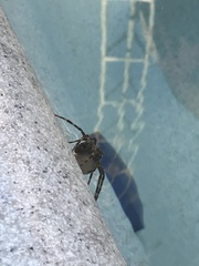 Dolomedes scriptus