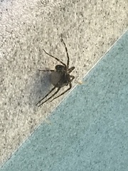 Dolomedes scriptus