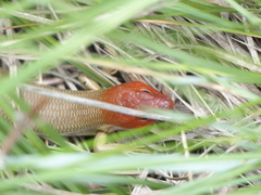 Plestiodon gilberti gilberti