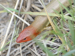 Plestiodon gilberti gilberti