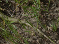 Plestiodon gilberti gilberti