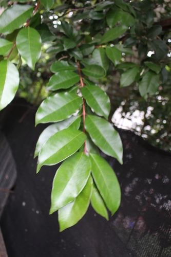 Psidium friedrichsthalianum - Whole tree