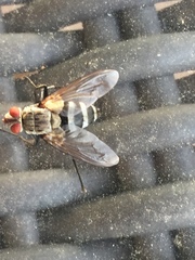 Microphthalma disjuncta