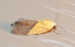 Ponometia semiflava