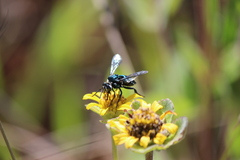 Thalestria spinosa
