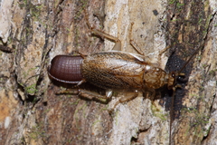 Parellipsidion latipenne