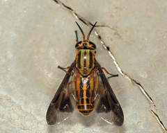 Chrysops aberrans