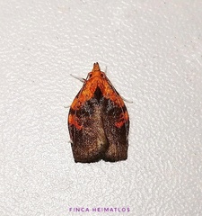 Gonionota