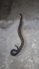 Crotalus culminatus