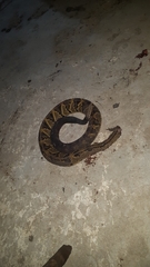 Crotalus culminatus