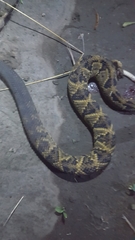 Crotalus culminatus