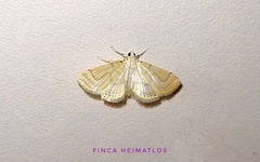 Neurophyseta
