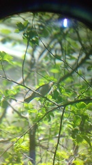 Passerina versicolor