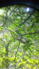 Passerina versicolor