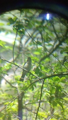 Passerina versicolor