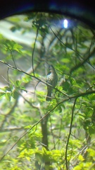 Passerina versicolor