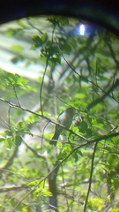 Passerina versicolor