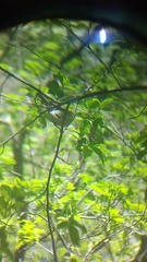 Passerina versicolor