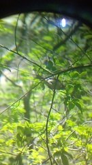 Passerina versicolor