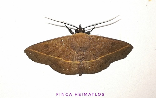 Epitausa pavescens